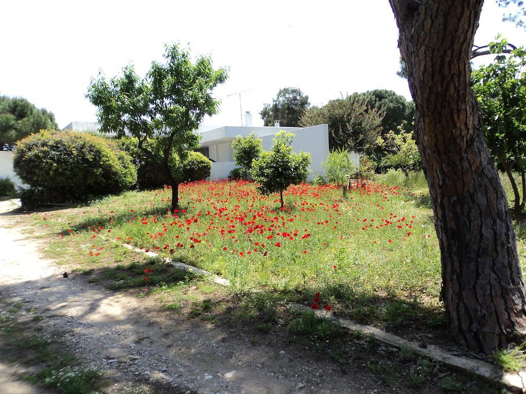 Beachfront Villa Hoopoe Schinias, Marathon Cameră foto
